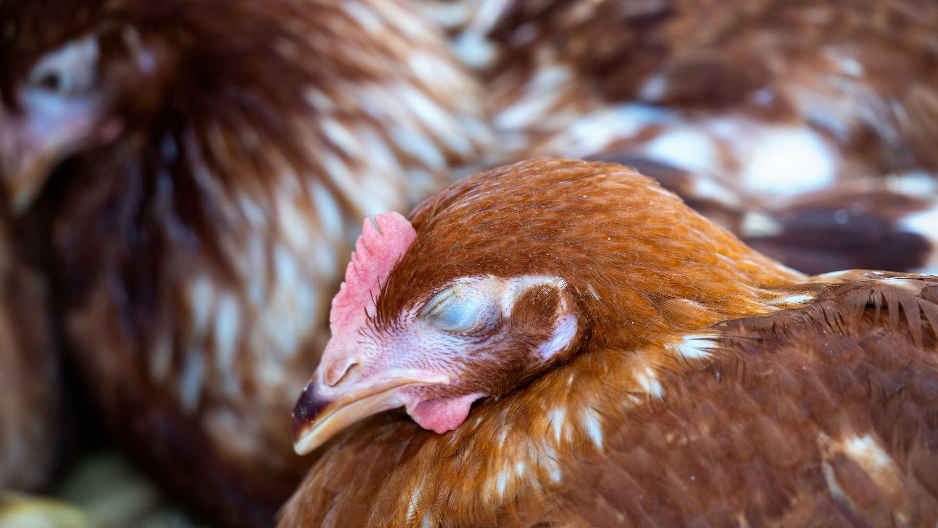 Signes d'une poule malade : 8 Symptômes à ne pas ignorer
